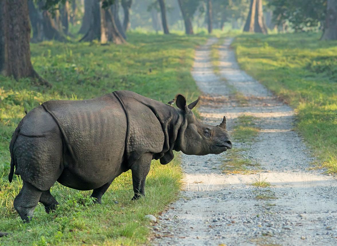 A Scenic Escape Through Kurseong & Dooars