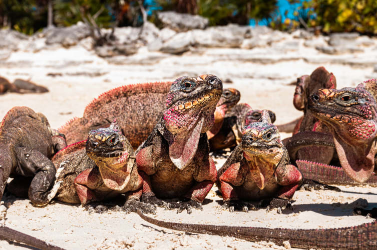 An image of a wildlife and family in a beach with a humorous and energetic feel.