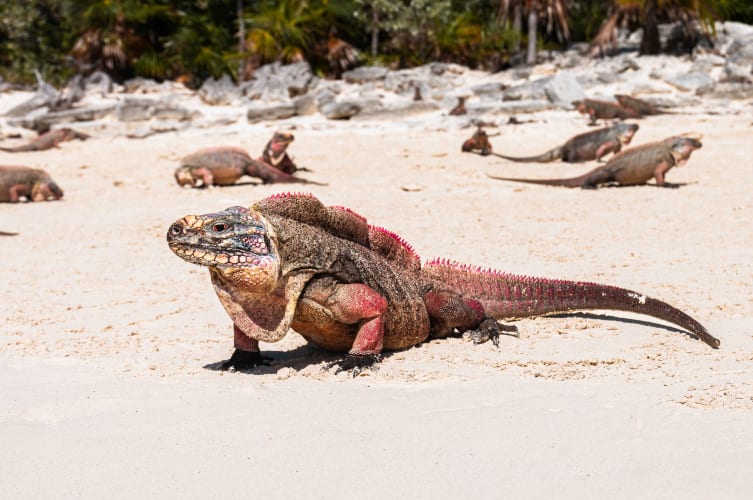 An image of a wildlife, family, and travel in a beach with a energetic atmosphere.