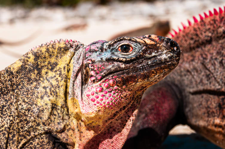 An image of a wildlife, macro, urban, and portrait in an outdoor setting.
