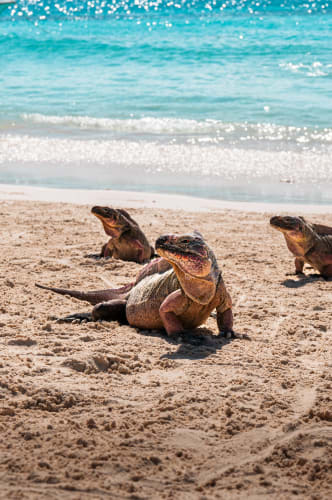 An image of a wildlife, family, and travel in a beach with a joyful atmosphere.
