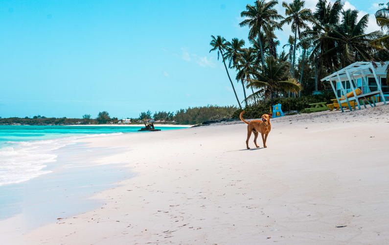 An image of a travel engaged in walking in a beach with a calm and serene feel.