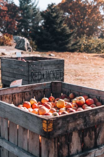 An image of a food engaged in creating in a garden.