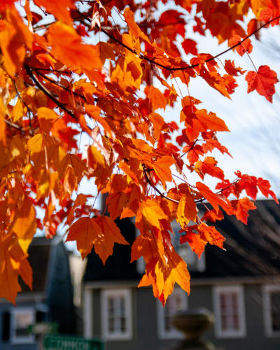 An image of a macro and nature in an outdoor setting.