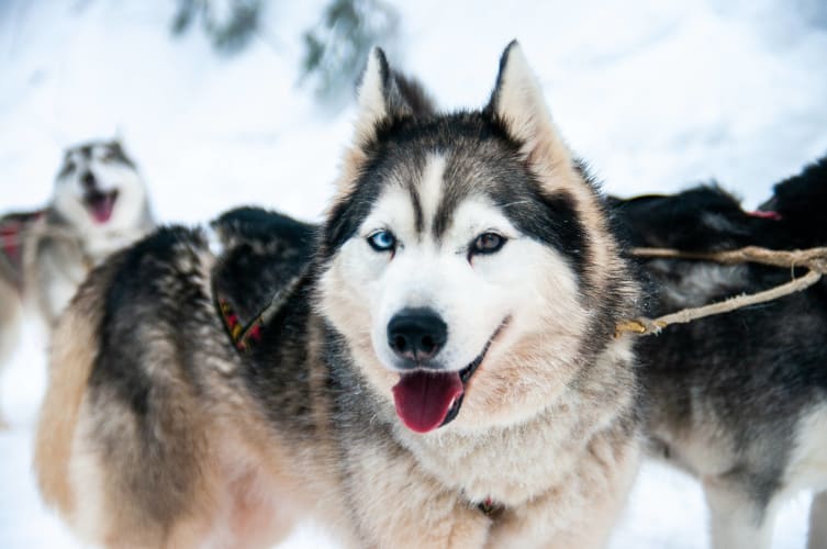 An image of a wildlife and macro engaged in sport in a winter with a joyful atmosphere.