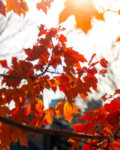 An image of a nature in an outdoor setting.