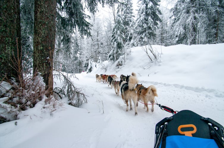 An image of a travel and wildlife in a winter.