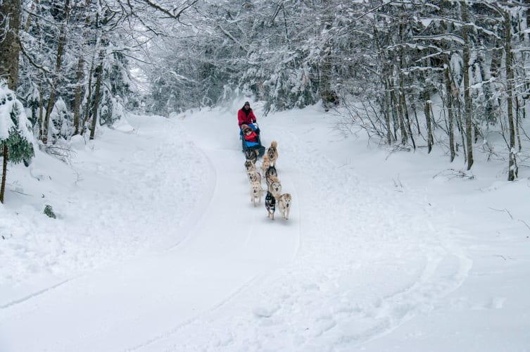 An image of a wildlife engaged in running in a winter with a joyful atmosphere.