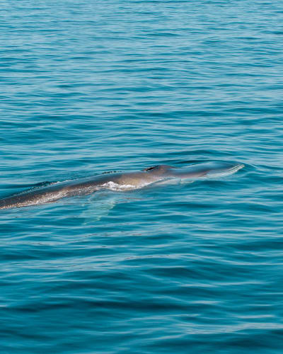 An image of a wildlife and nature engaged in running with a serene and calm feel.