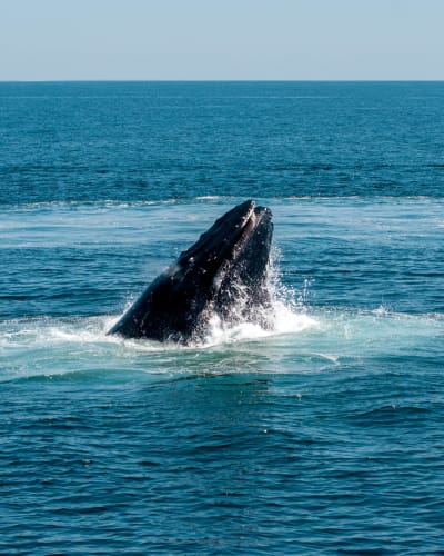 An image of a wildlife, nature, and travel with a energetic and joyful feel.