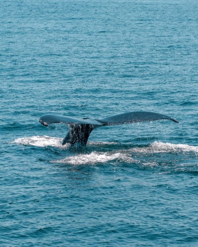 An image of a wildlife and travel engaged in running with a energetic and joyful feel.
