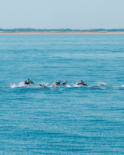 An image of a wildlife and travel in a beach with a calm atmosphere.