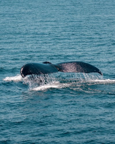 An image of a wildlife and family with a joyful and calm feel.