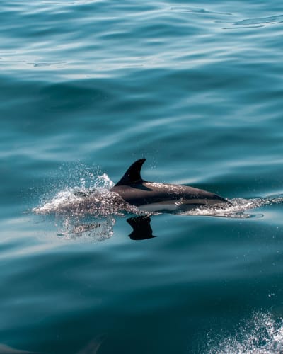 An image of a wildlife, child, and nature engaged in running in a summer.