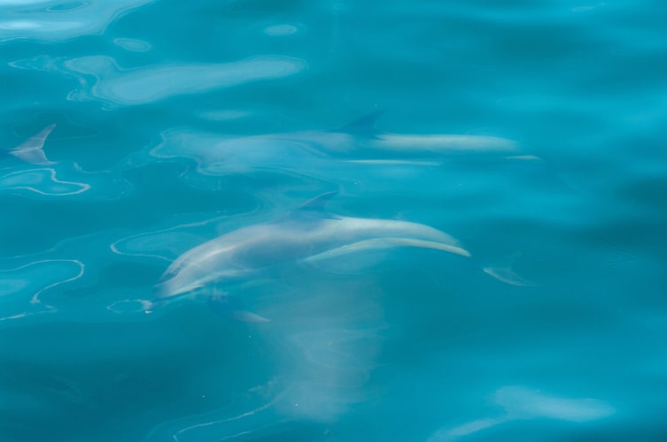 An image of a wildlife, abstract, nature, and child with a calm atmosphere.