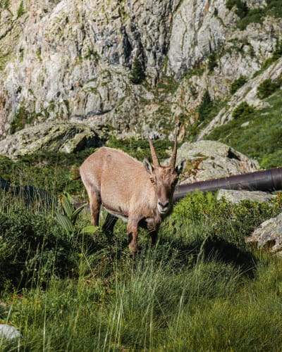 An image of a wildlife, nature, and child in an outdoor setting.