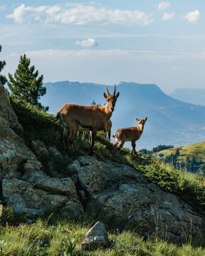 An image of a wildlife, nature, landscape, and travel in a mountain.