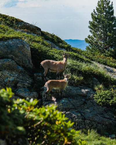 An image of a wildlife, nature, and landscape in a mountain.