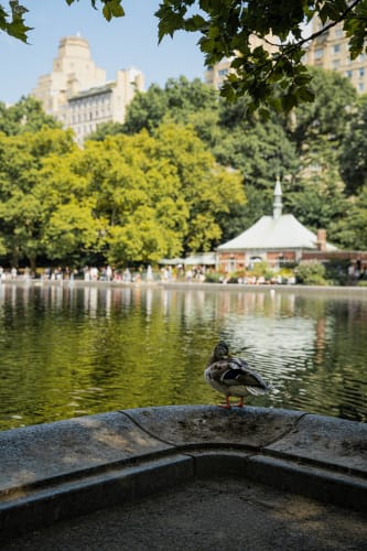 An image of a gardens in a park with a calm and serene feel.