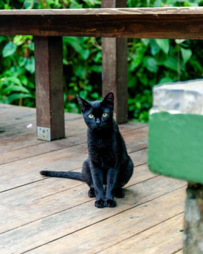 An image of a urban, wildlife, and child in an outdoor setting.