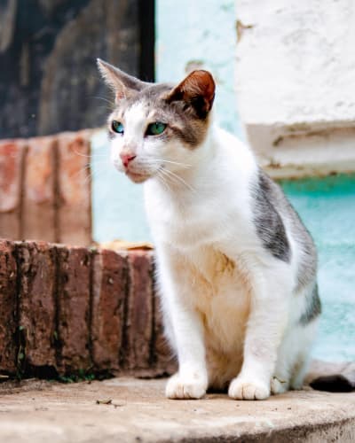 An image of a urban, portrait, wildlife, and child in an outdoor setting.