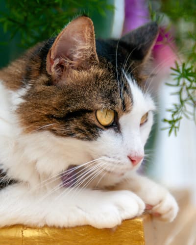 An image of a portrait, wildlife, urban, and macro in an indoor setting.