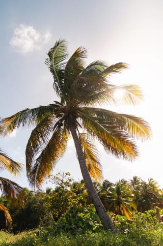 An image of a travel and nature in a beach.