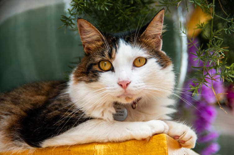 An image of a portrait, urban, and wildlife in an indoor setting.