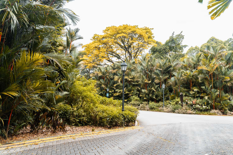 An image of a street, travel, and landscape in a forest.