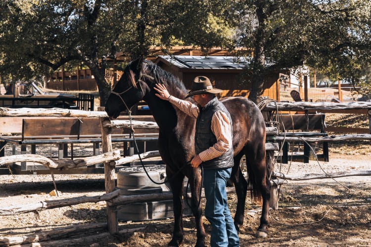 An image of a wildlife engaged in working.