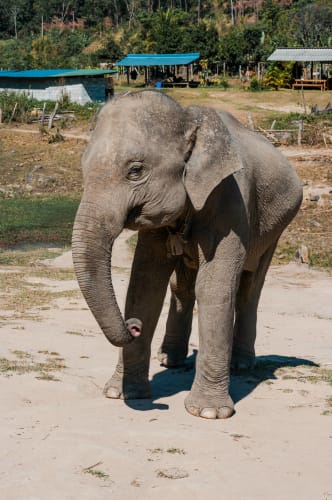 An image of a wildlife, child, urban, and travel engaged in walking.