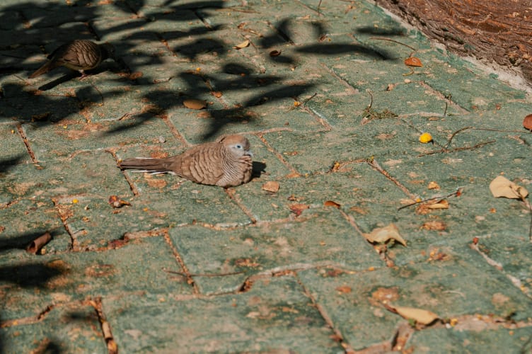 An image of a wildlife and nature in an outdoor setting.