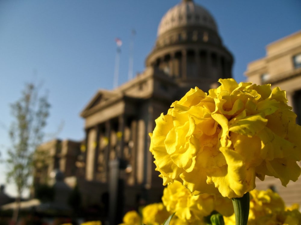 Capital Flowers