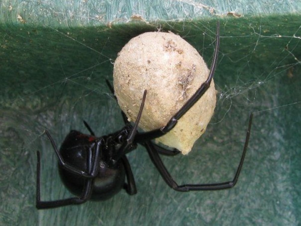 My New Friend Spider