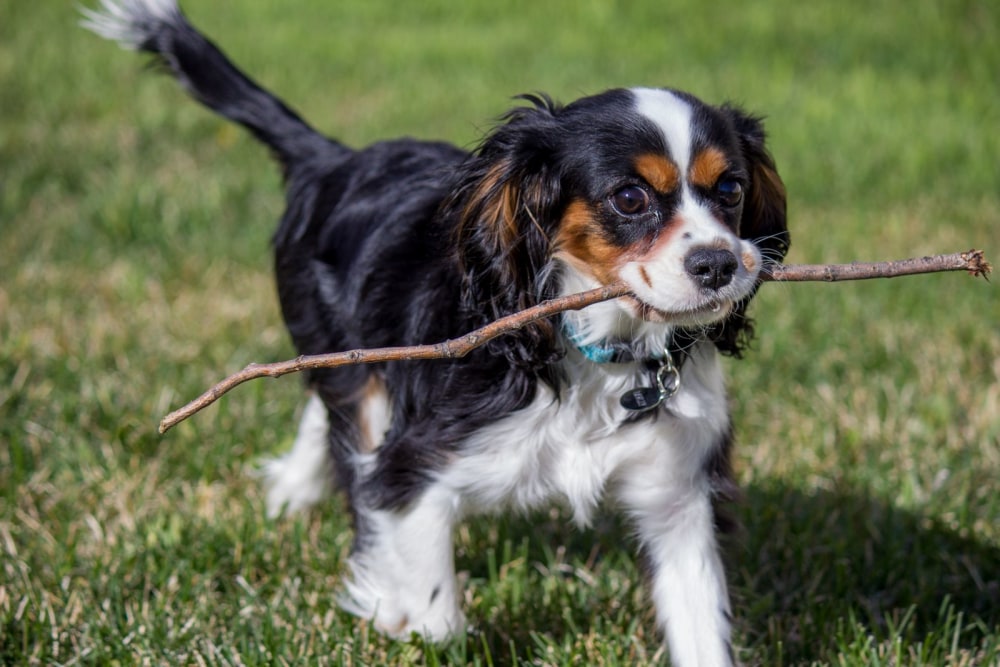 Stick Boy
