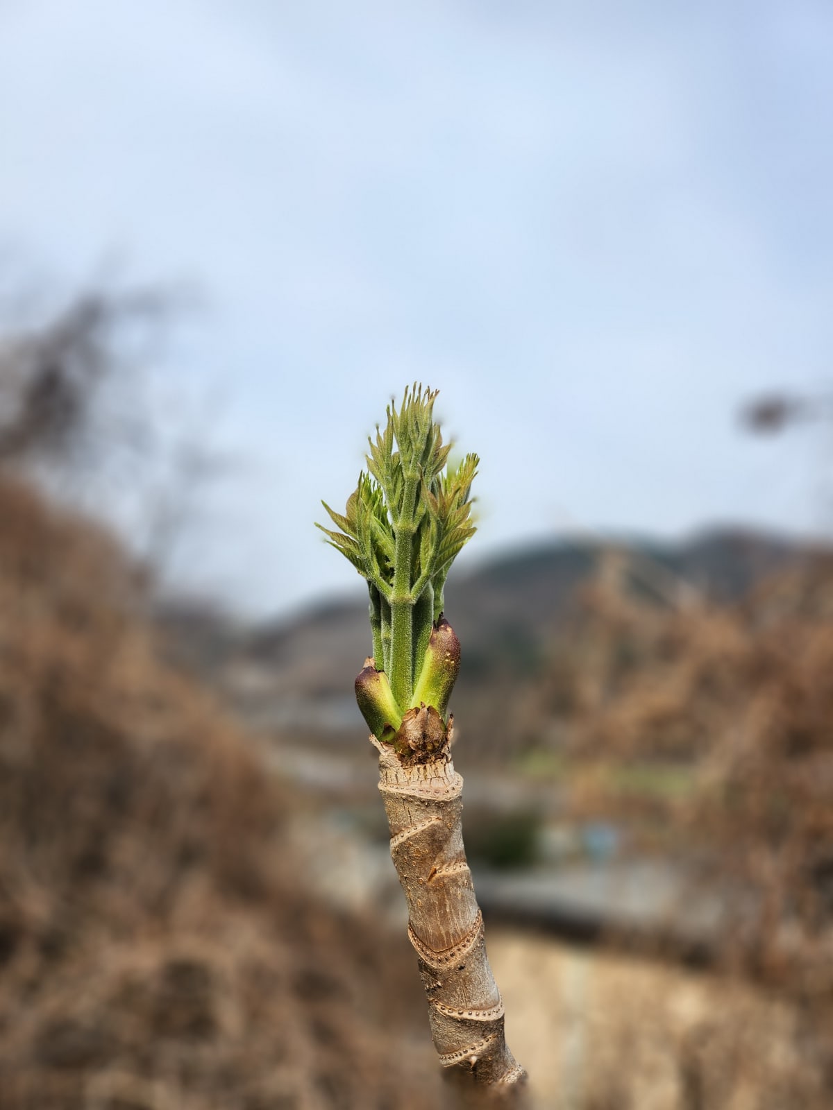 2026년, 스테이남천의 숲이 선사한 첫 인사: 귀한 무농약 두릅 수확일지