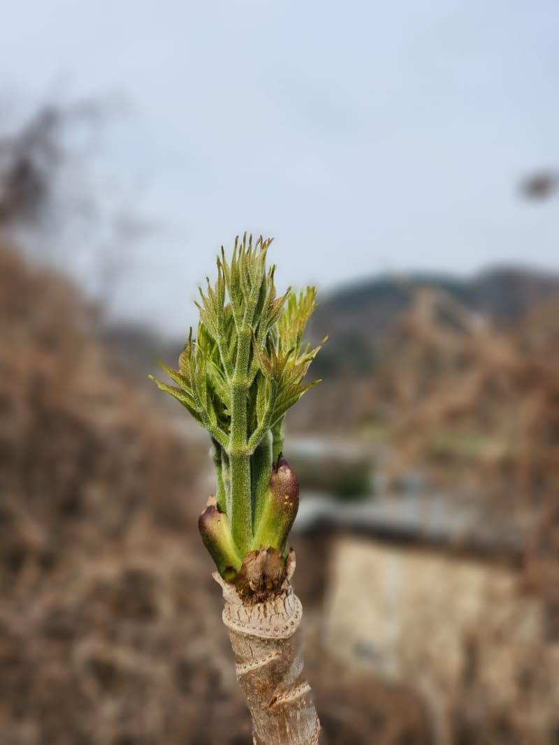 Story Image 2