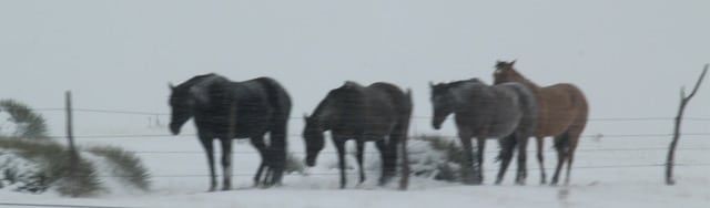 Winter Horses.jpg