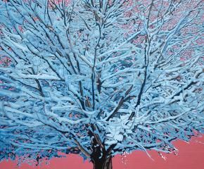Snow Tree.jpg