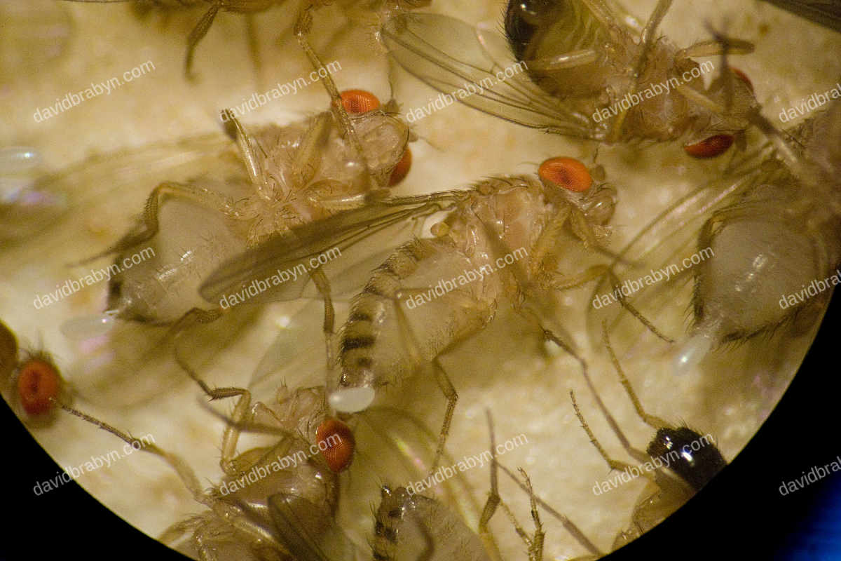Fruit flies seen through the eyepiece of a microscope 6 May 2008