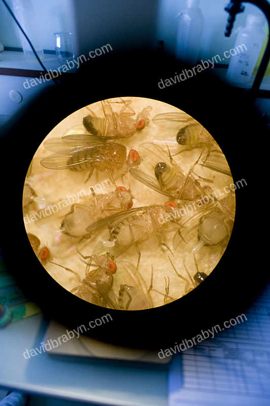 Fruit flies seen through the eyepiece of a microscope 6 May 2008