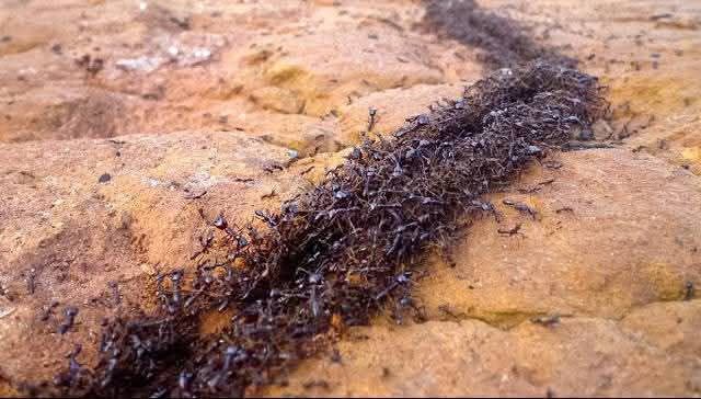 South Korean Restaurant Owner Risks Jail Term for Serving Ants Menu