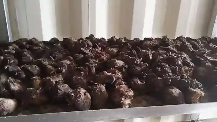 CUSTOMS INTERCEPT TRUCKLOAD OF ENDANGERED WILDLIFE FROM CAMEROON