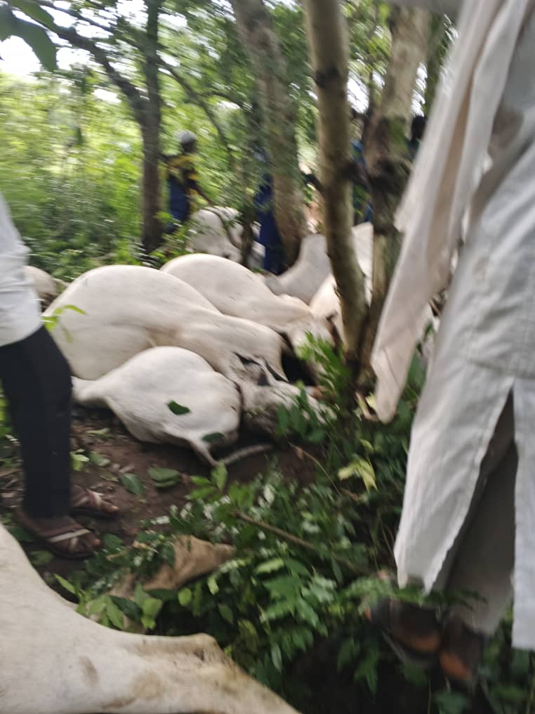 32 COWS FOUND DEAD AFTER RAINFALL AND THUNDERSTORMS IN OGUN STATE