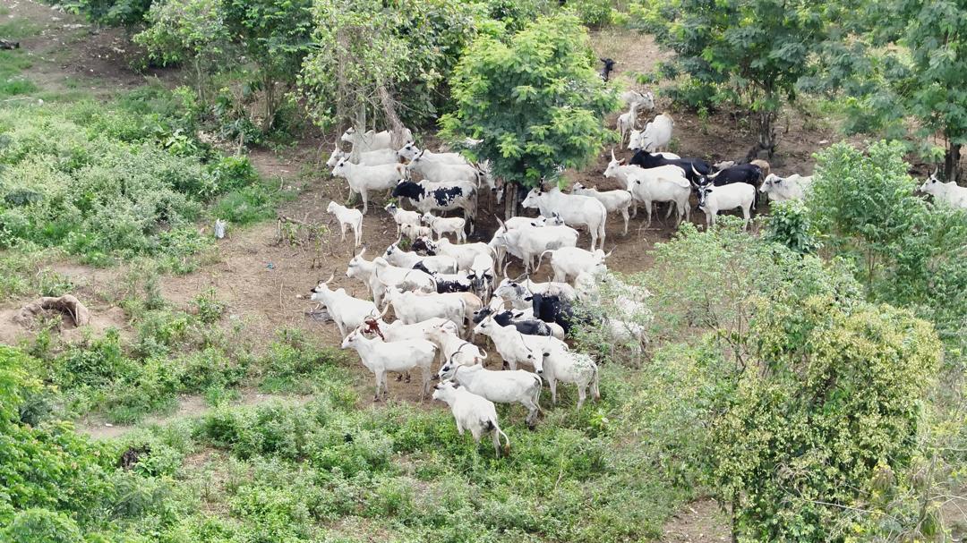 ruga