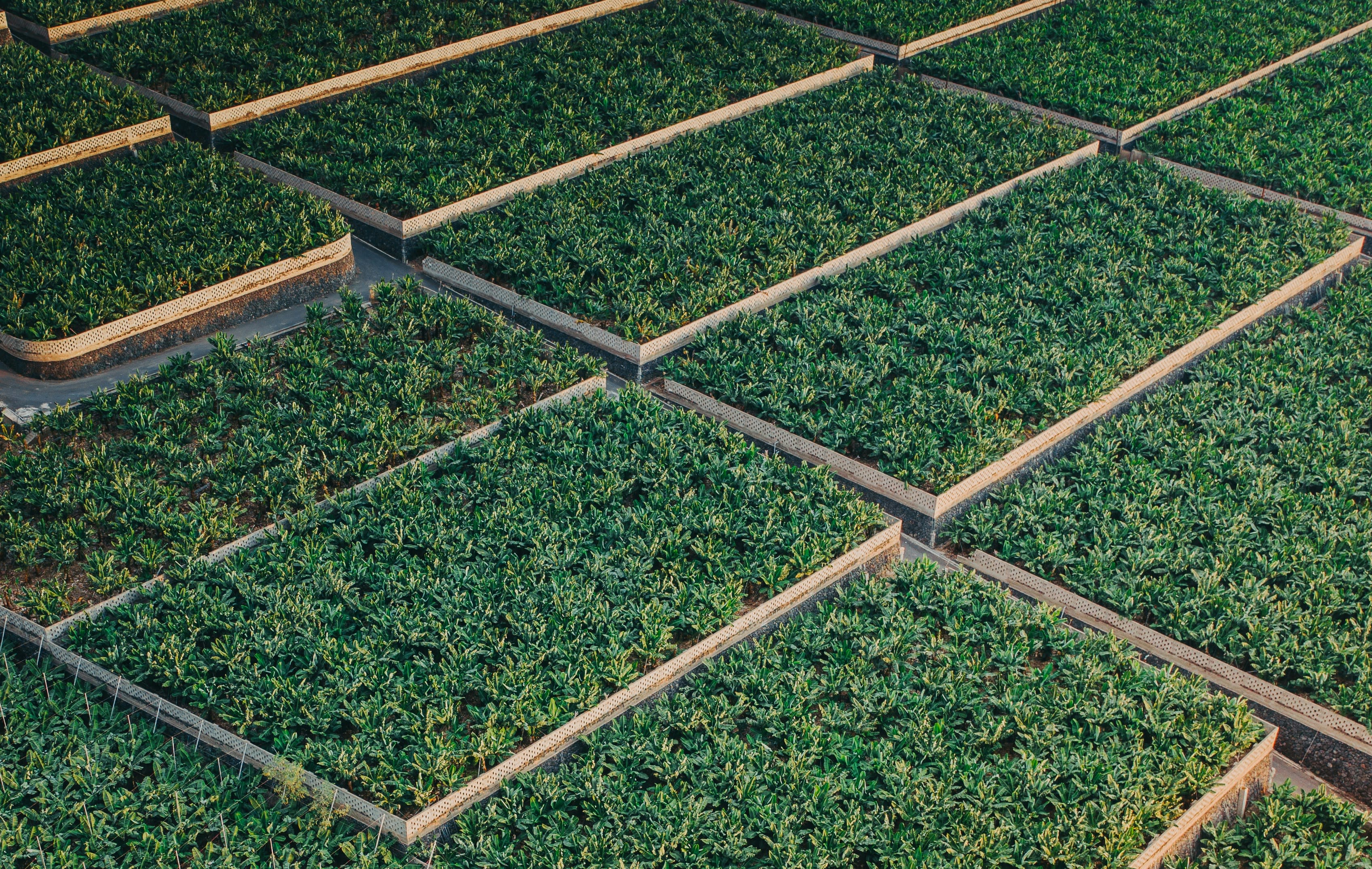 Lush green plantation fields at sunrise