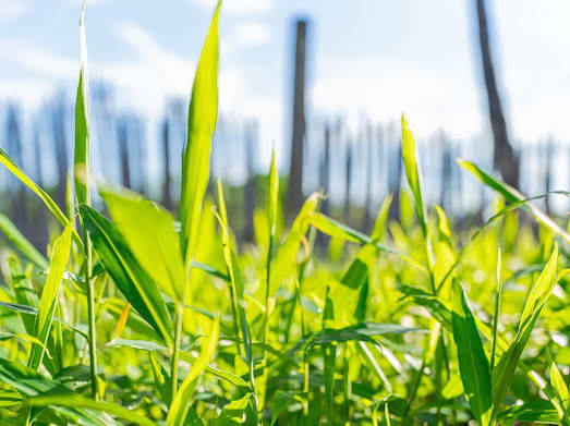 Pasikuda cultivation