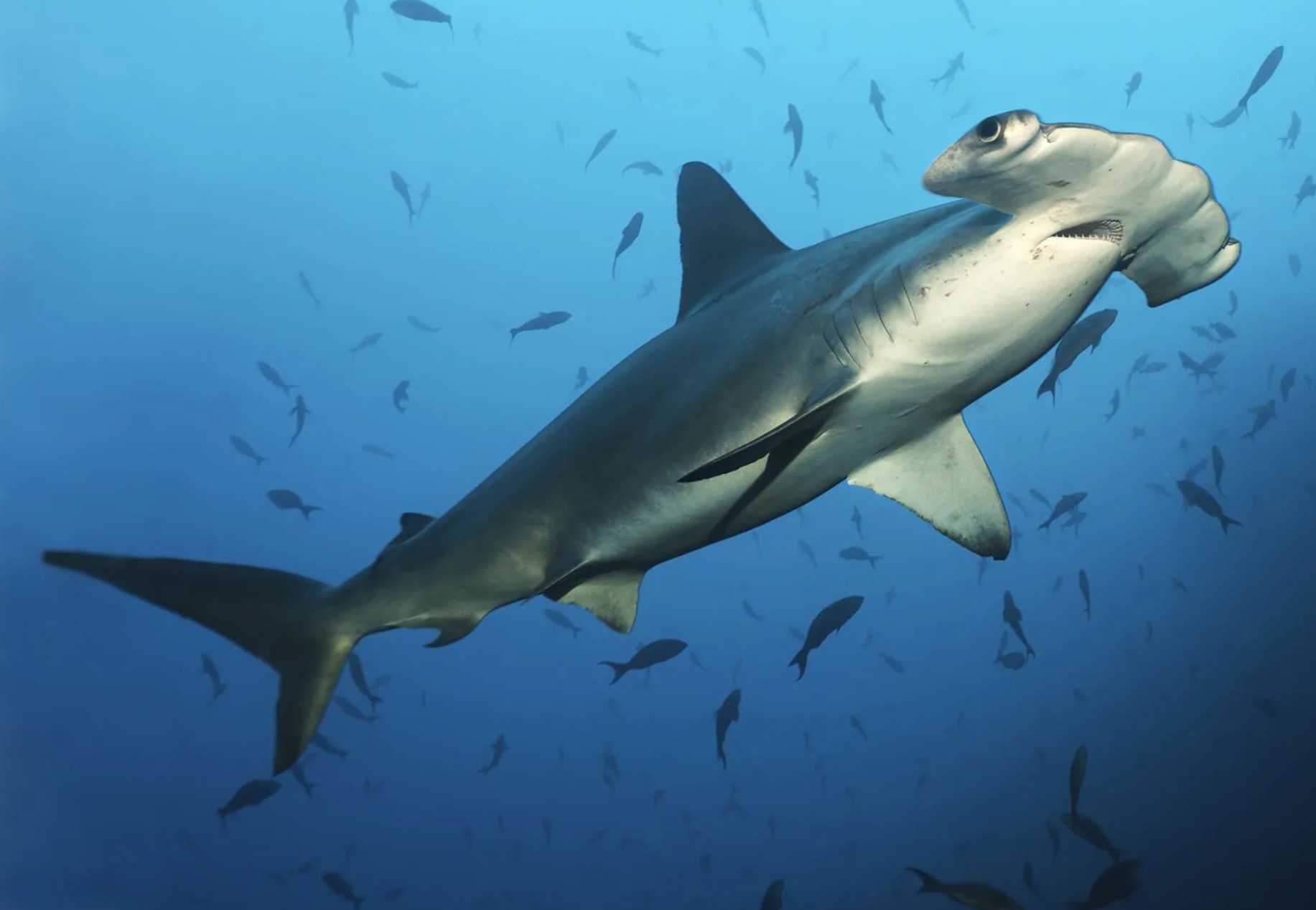 Hammerhead shark — AI CV scan