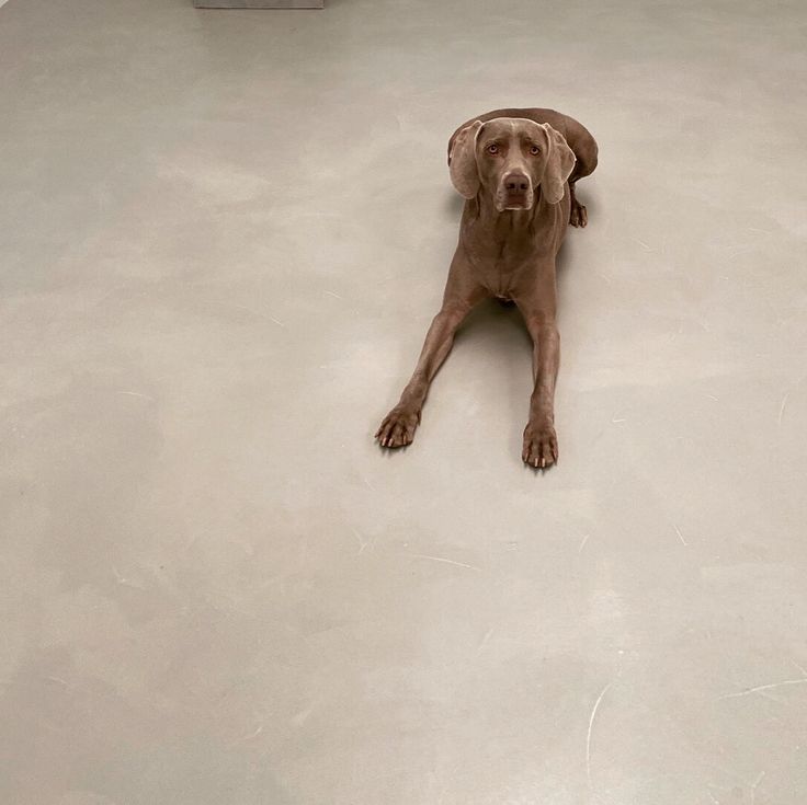 Pet-Friendly Microcement Flooring Interiors in Riyadh
