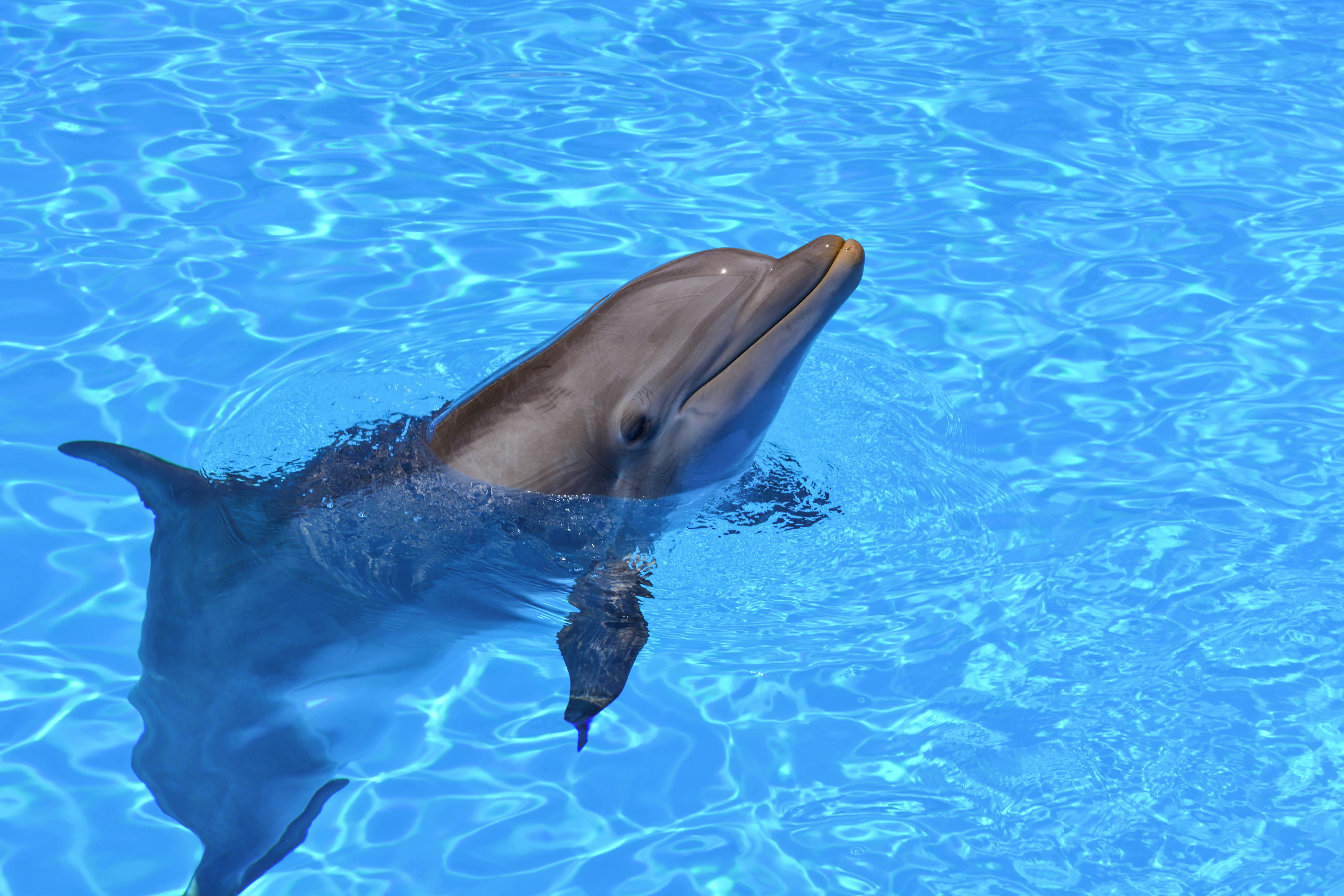 Tour image: Dolphins